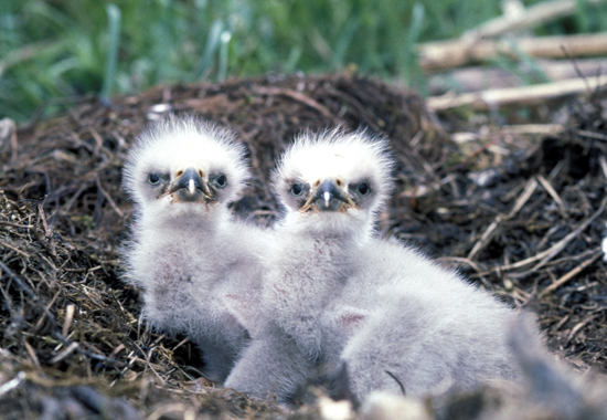 SASSY BALD EAGLE CHICKS: NOT BALD AT ALL BUT SURPRISINGLY FLUFFY