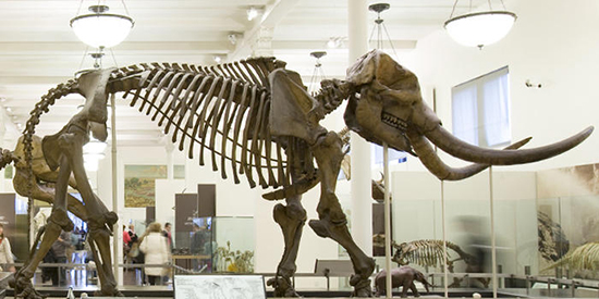 This Mastodon Died Some 11,000 Years Ago in New York - American Museum of Natural History