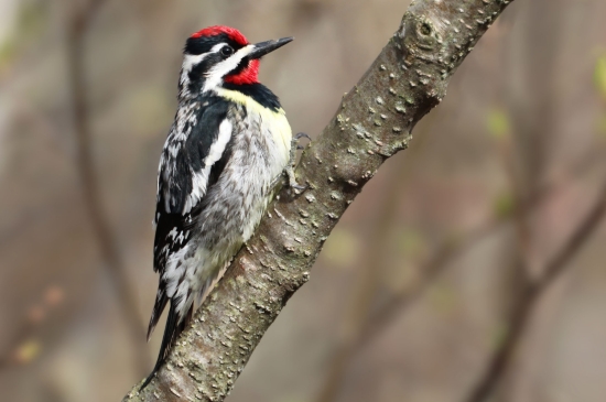 Yellow-bellied sapsucker